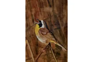 "Common Yellowthroat" by Thomas Merriam