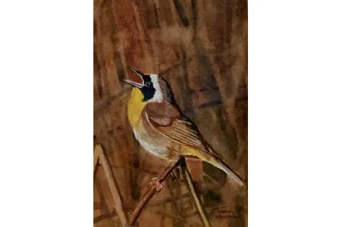 "Common Yellowthroat" by Thomas Merriam