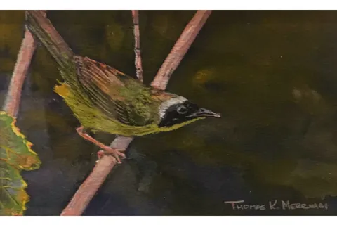 "Common Yellowthroat" by Tom Merriam