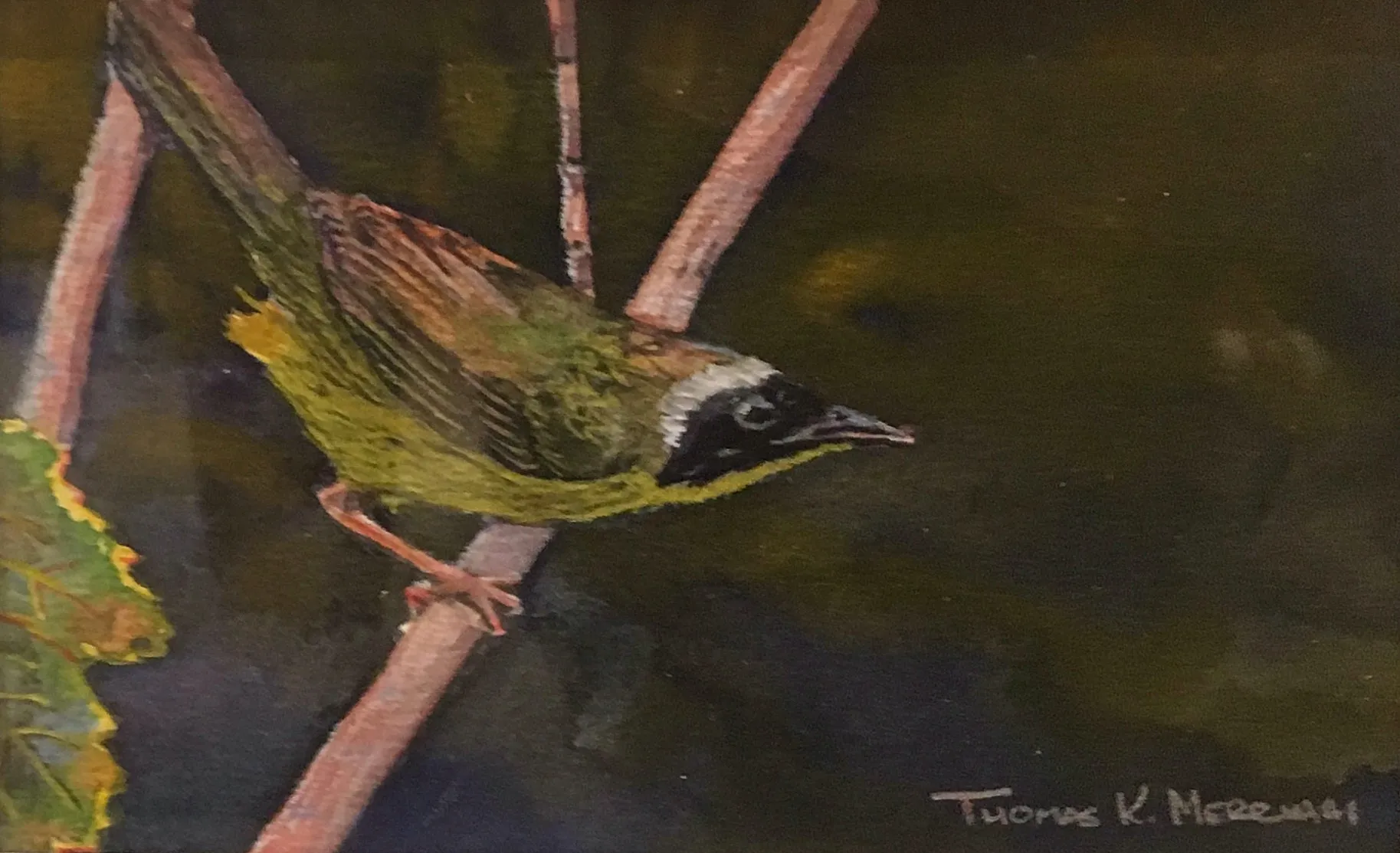 "Common Yellowthroat" by Tom Merriam